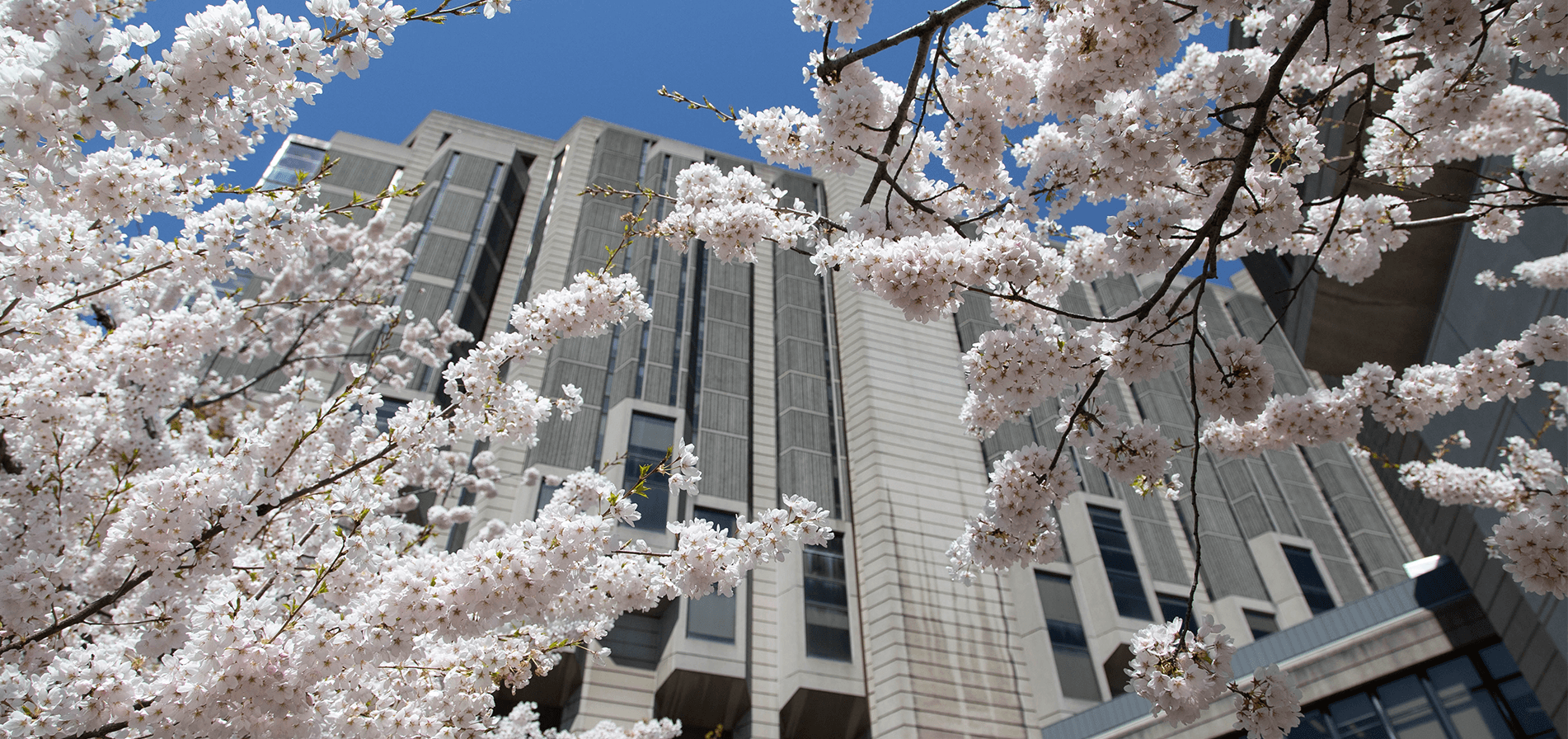 캐나다국제학교 (인기이유?)